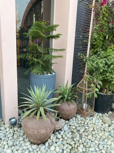 An outdoor scene with potted plants on stones, featuring a tall pine, two yuccas, and a decorative lantern.