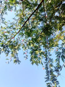 A view of green leaves and branches against a clear blue sky, with some delicate pink flowers peeking through the foliage.