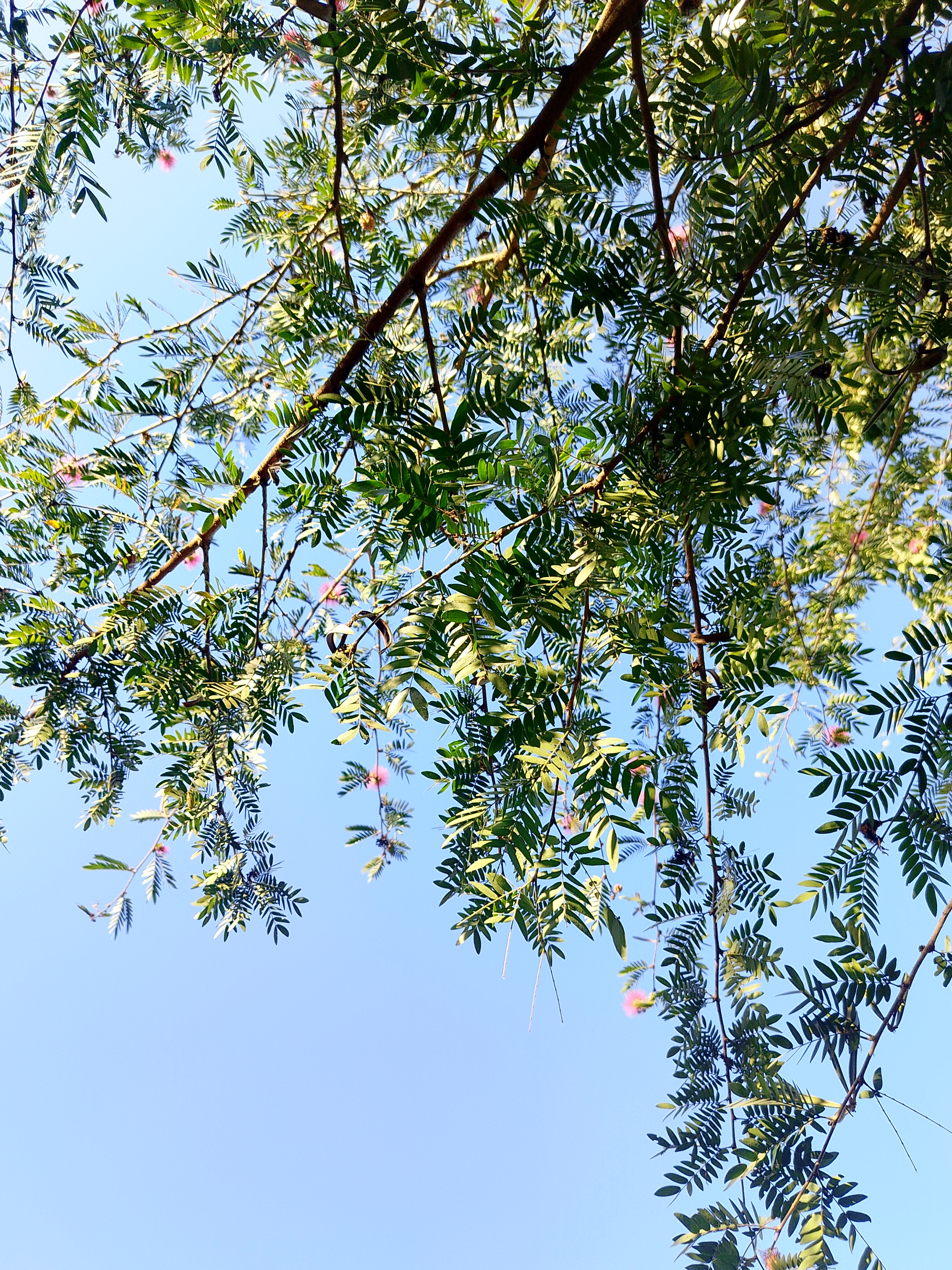 A view of green leaves and branches against a clear blue sky, with some delicate pink flowers peeking through the foliage.