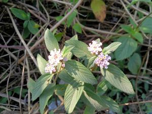 Close-up of a flowering plant with clusters of small pink flowers and green serrated leaves in Kawtoli, Brahmanbaria.