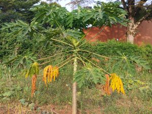 A pawpaw plant with yellow leaves on a grassy field.