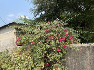 A vibrant scene featuring a bush with bright pink flowers growing over a gray concrete wall.