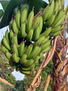 A cluster of green bananas hangs from a banana tree, showcasing their elongated shape and smooth skin.
