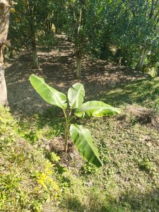 A young banana plant with broad green leaves is growing in a garden area surrounded by grassy ground and other greenery.