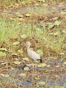 A lone Asian openbill stork stands quietly in a shallow wetland, surrounded by soft grass, fallen leaves, and water plants. This peaceful moment was captured in Perumanna, Kozhikode, showing the bird’s calm posture and natural habitat. 