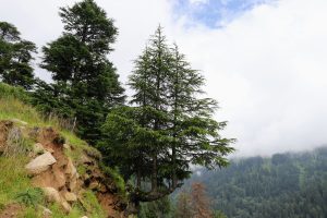 Unique photo of a tree growing on a side of cliff with three vertical branches. Photo captured during Hampta Pass trek. Location: Jobri, Himachal Pradesh, India. 