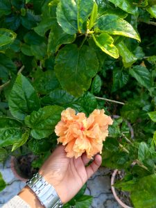 A close-up photo of a hand holding a large, peach-colored hibiscus flower among vibrant green leaves.