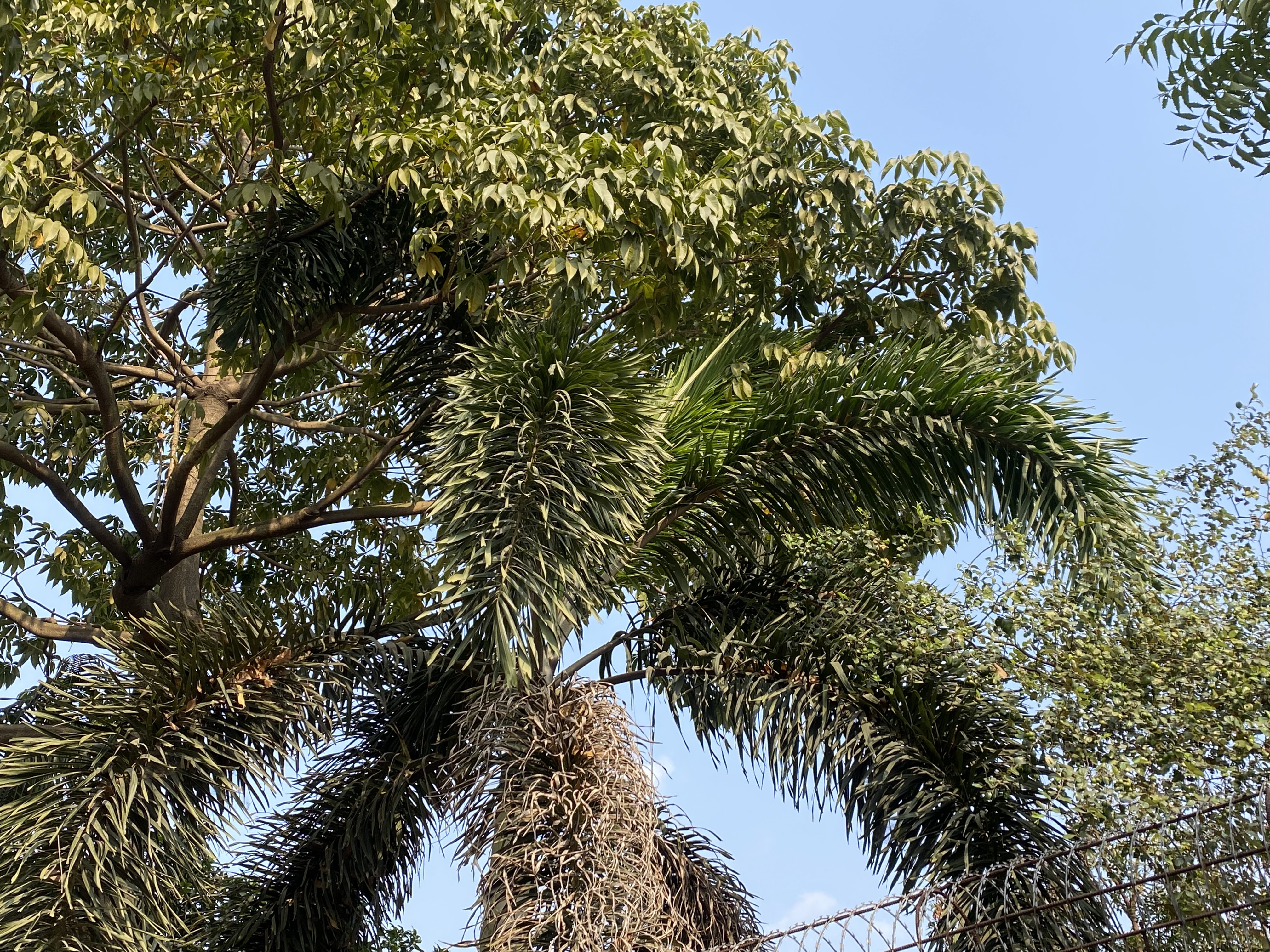 Close-up of dense green trees with mixed foliage against a clear blue sky, with a barbed-wire fence in front.