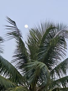 A bright full moon shines in the early evening sky above tall coconut leaves in Velliparamba, Kozhikode. The soft blue sky and calm light create a peaceful and natural scene.