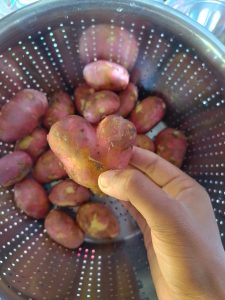 A picture of a human hand holding a small heart shaped red potato over a pile of similar potatoes in a silver coloured tiny hole containing a pot.