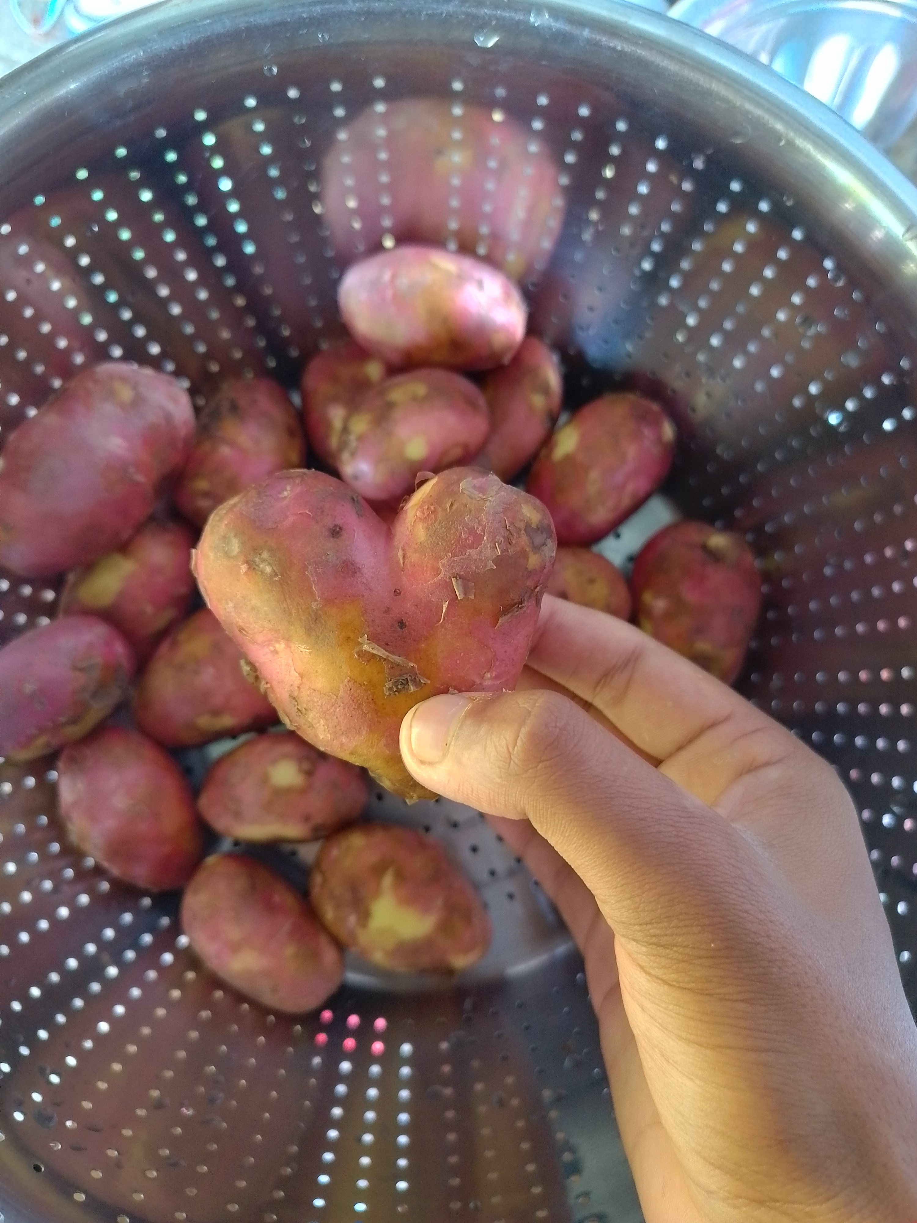 A picture of a human hand holding a small heart shaped red potato over a pile of similar potatoes in a silver coloured tiny hole containing a pot.