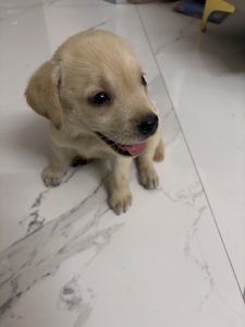 A small light-brown puppy sitting on a white marble floor indoors, looking up with bright eyes and its tongue slightly out, appearing playful and curious.
