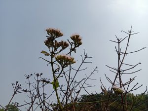 Small white flowers under the sky, Kawtoli, Brahmanbaria, Bangladesh