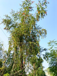 A tall tree with lush green foliage and bright orange flowers against a clear blue sky. 