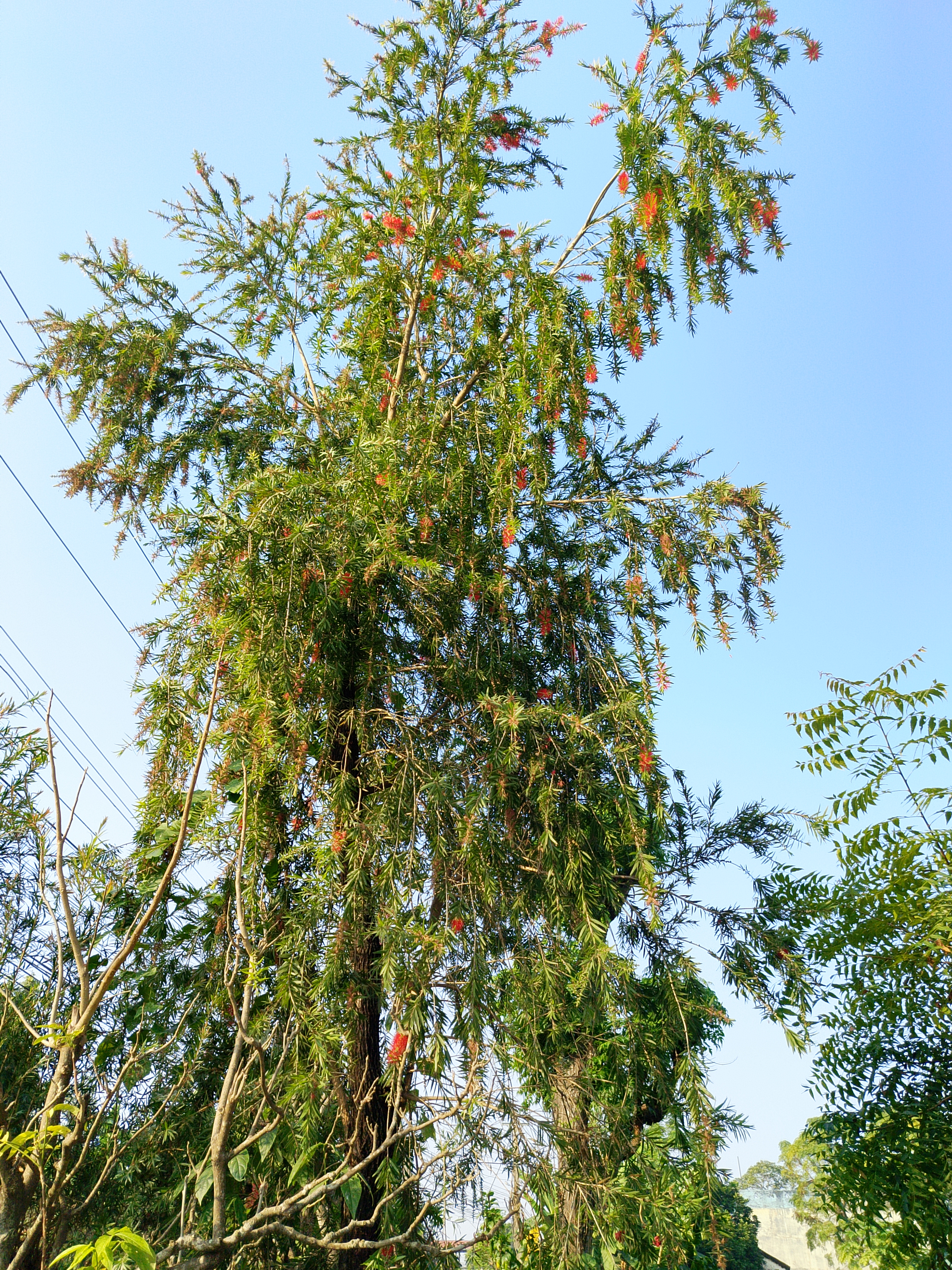A tall tree with lush green foliage and bright orange flowers against a clear blue sky. 
