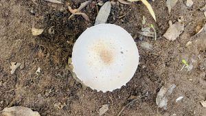 A close-up view of a large, round mushroom with a smooth, light-colored cap. The mushroom is positioned on dark, moist soil scattered with dried leaves and small debris.