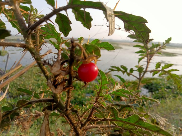 Thorny plant with shiny red berries in Kawtoli, Bangladesh.