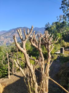 A view of sunlit, pruned tree branches standing in a mountainous landscape