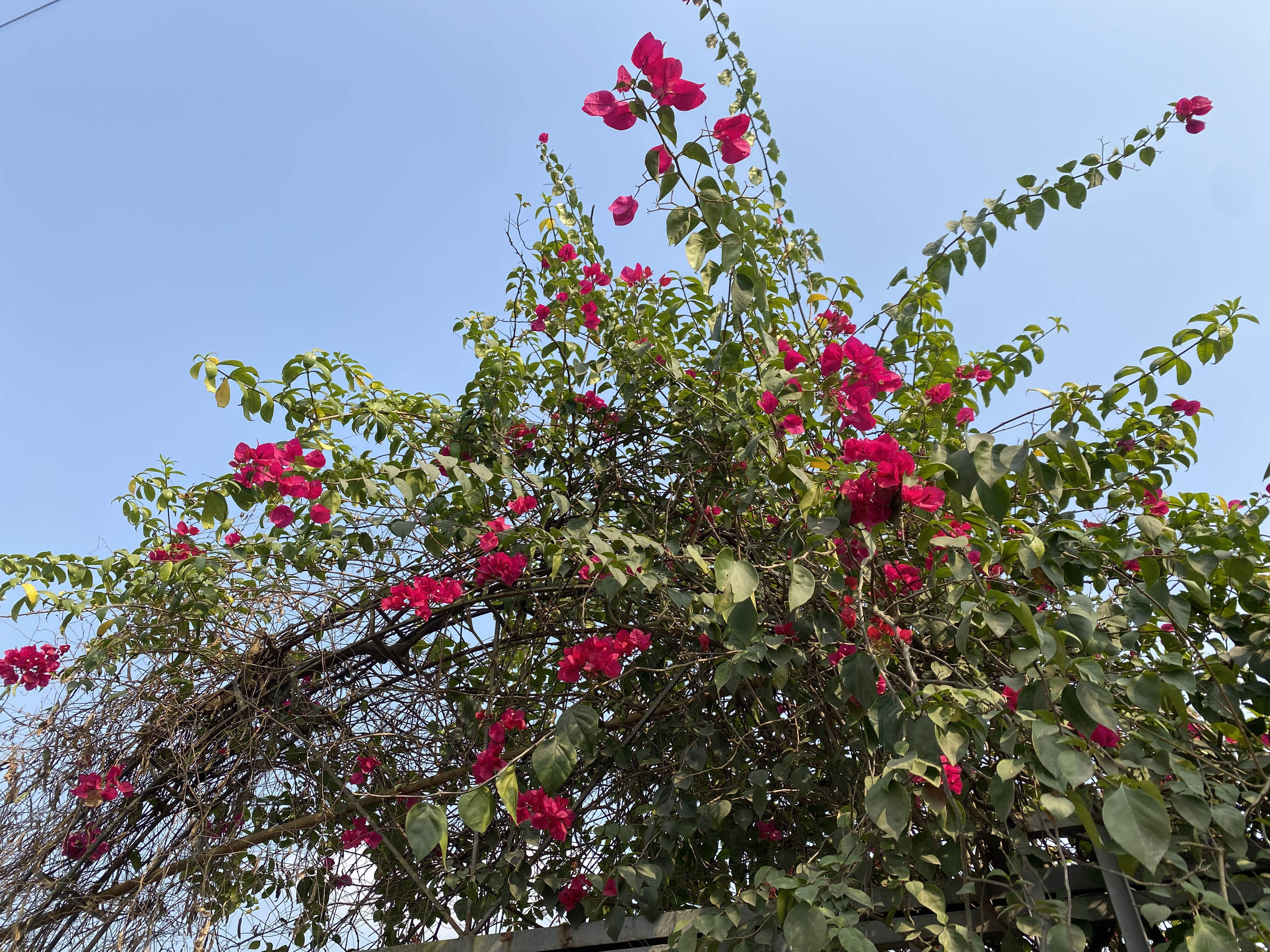 A vibrant display of pink bougainvillea flowers intertwined with green leaves against a clear blue sky.
