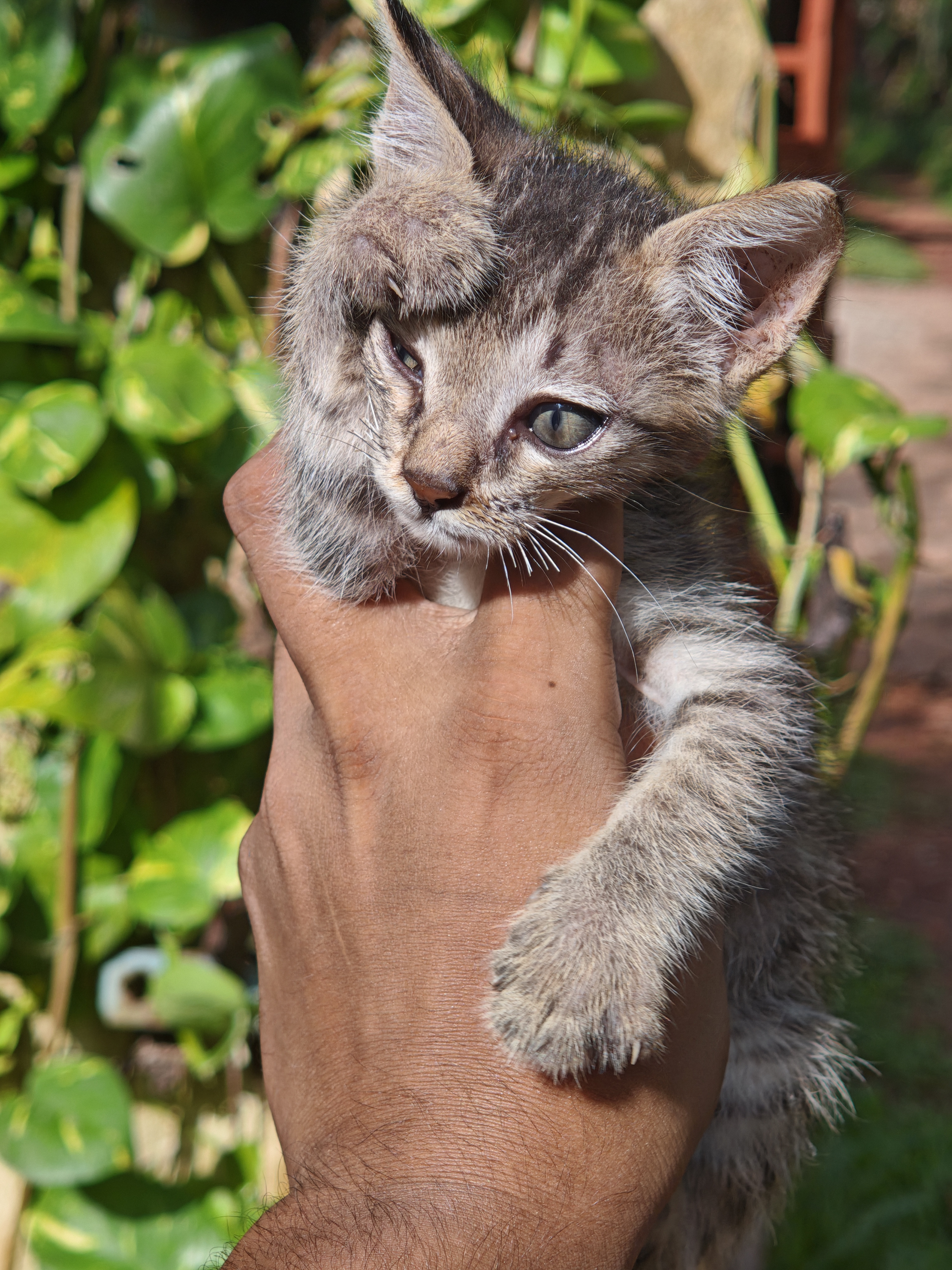 A person holding a small, fluffy kitten with gray and brown fur