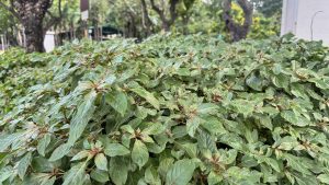 A view across a paved area and a low patch of green groundcover towards a large, open-sided green pavilion or shelter surrounded by numerous tall trees with dense, dark trunks.
