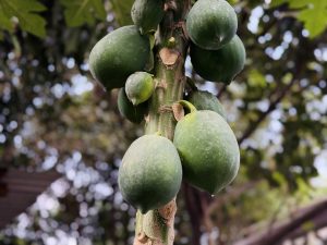 Close-up of green papayas growing on a tree amid blurred foliage.