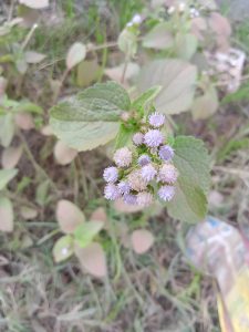A picture focused on small violet flowers with a background of dried and a few green leaves at Kawtoli, Brahmanbaria, Bangladesh.