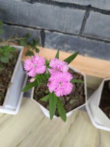 A close-up view of pink flowers with fringed petals, growing in a small white planter. 