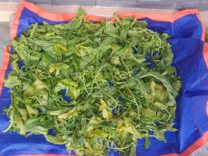 Fresh and wilted spinach leaves spread out on a blue and orange tarp.