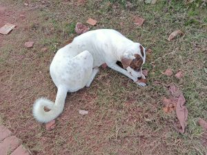 A sleeping dog at Kawtoli, Brahmanbaria, Bangladesh.