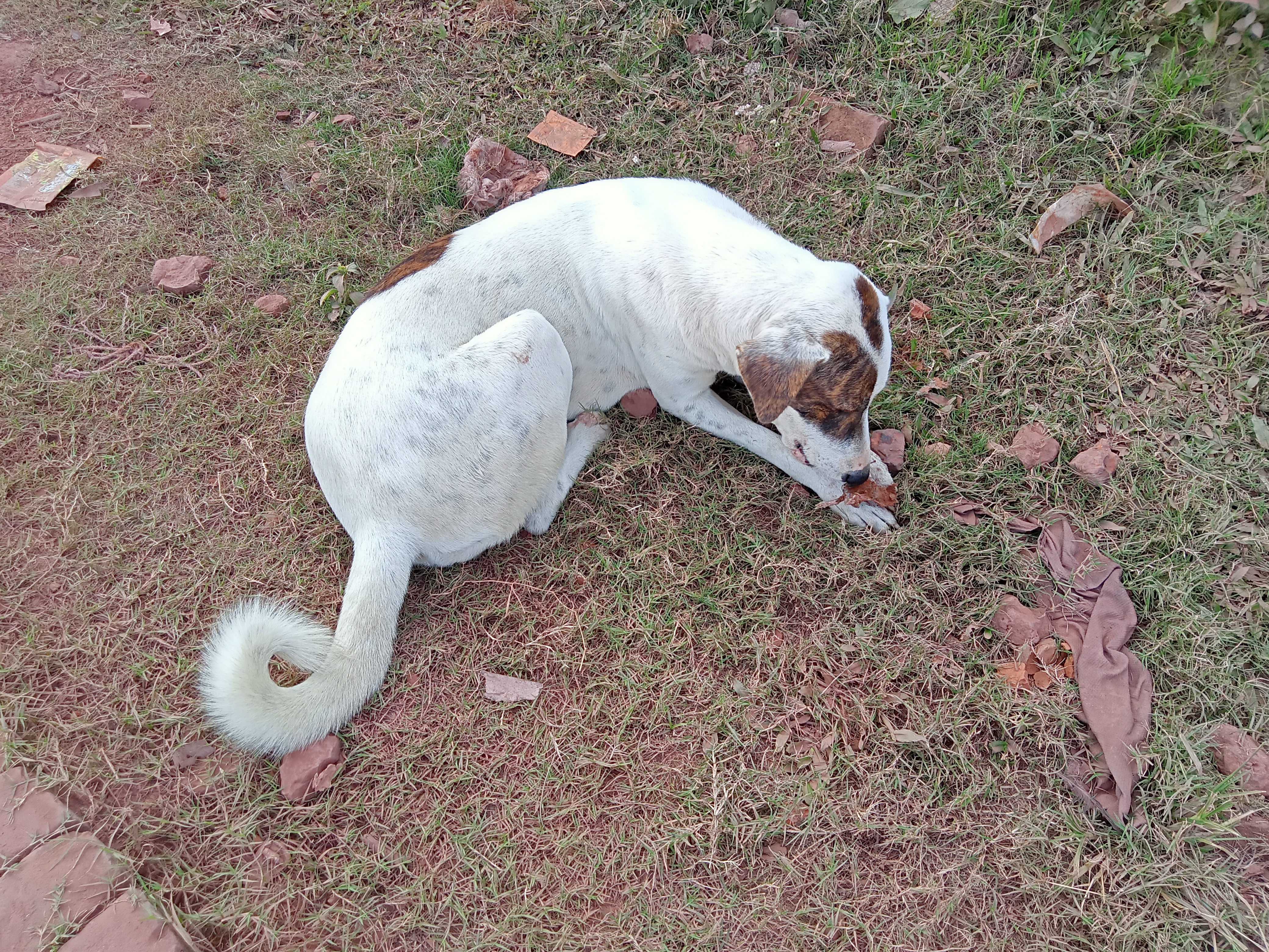 A sleeping dog at Kawtoli, Brahmanbaria, Bangladesh.