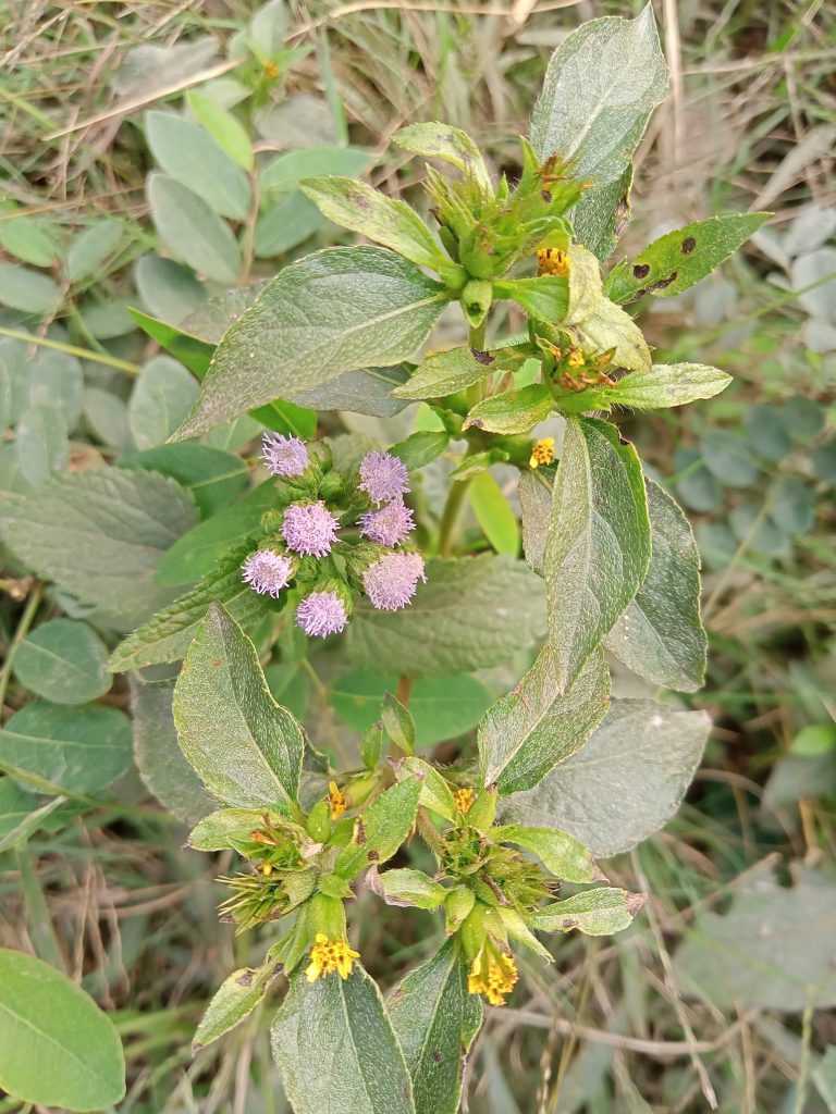 Small violet and yellow flowers with green leaves at Kawtoli, Brahmanbaria District, Bangladesh.