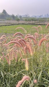 A close-up view of pinkish grass-like plants swaying gently in the breeze, set against a blurred landscape of green fields and distant trees.