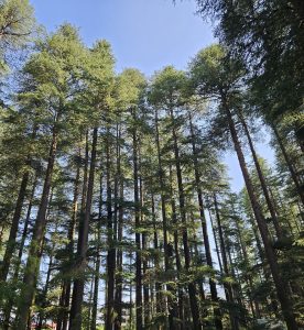 Long pine trees and clear sky.
