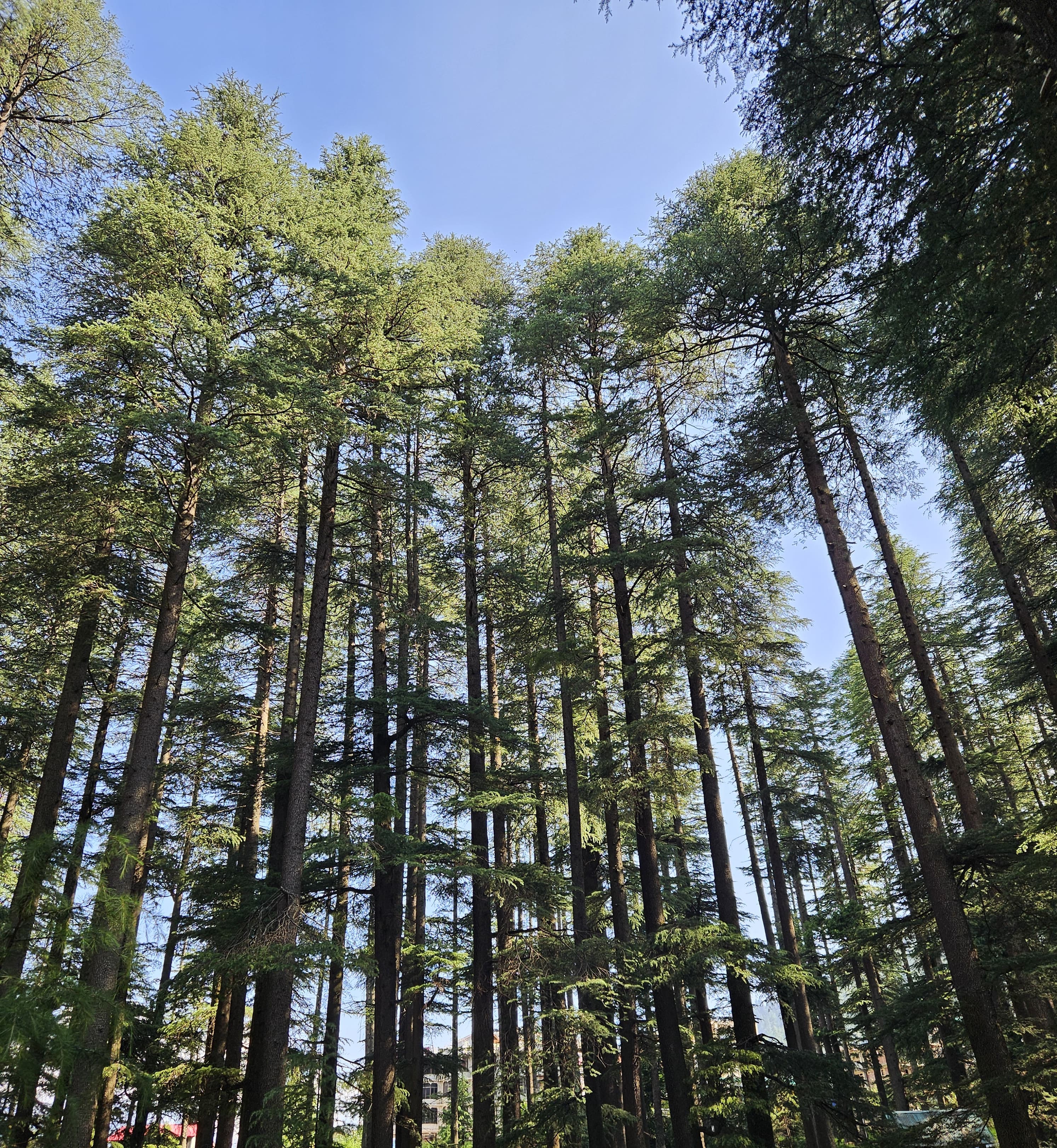 Long pine trees and clear sky.