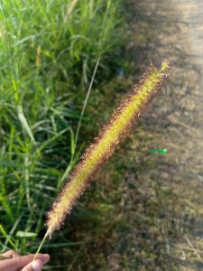 A close-up of a slender, elongated grass flower spike held by a hand