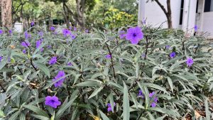 Purple flowers blooming among long, slender, dark green leaves in a sunny outdoor garden or park setting, near a building.
