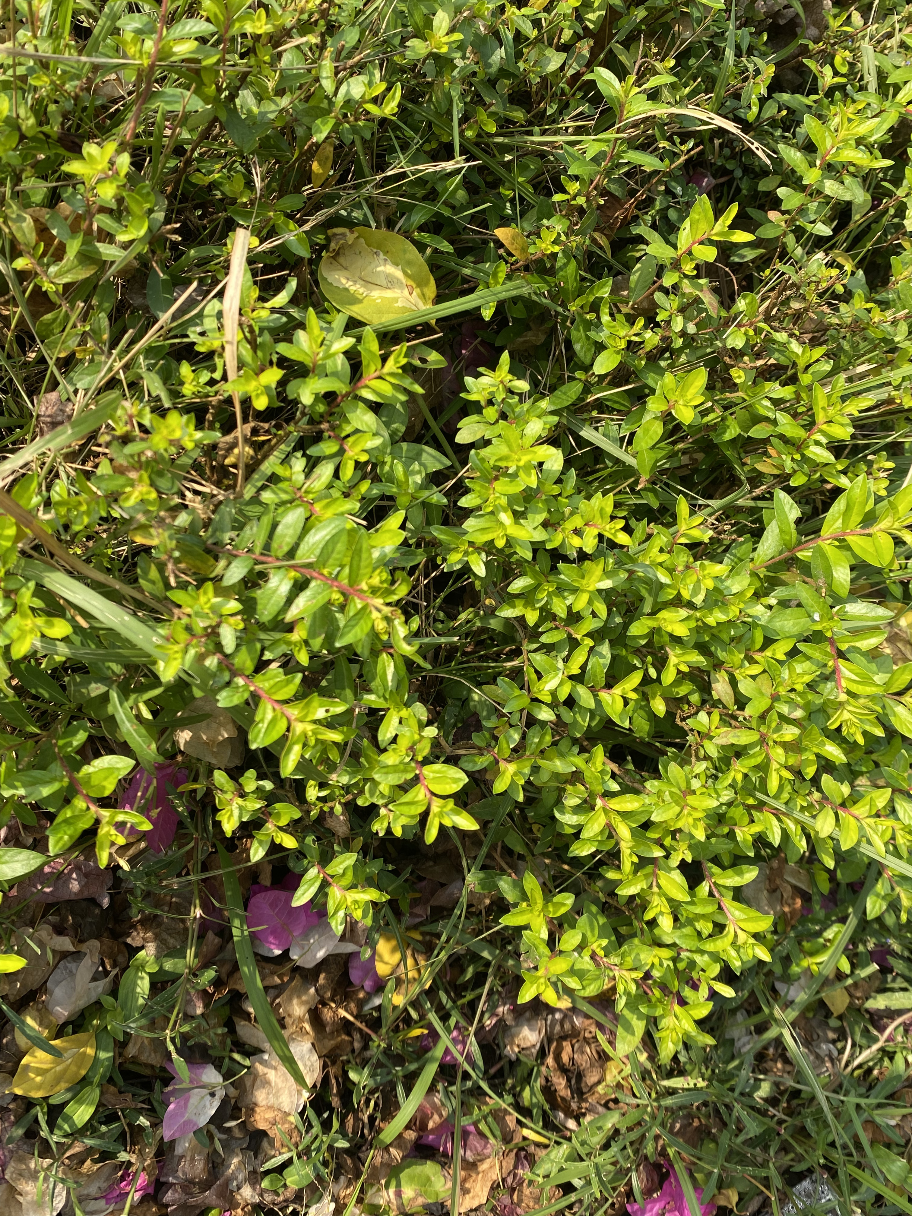Bright green groundcover dotted with fallen pink and yellow petals, creating a fresh spring feel.