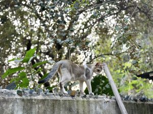 A cat with a light brown and white coat is walking along the top of a stone wall. 