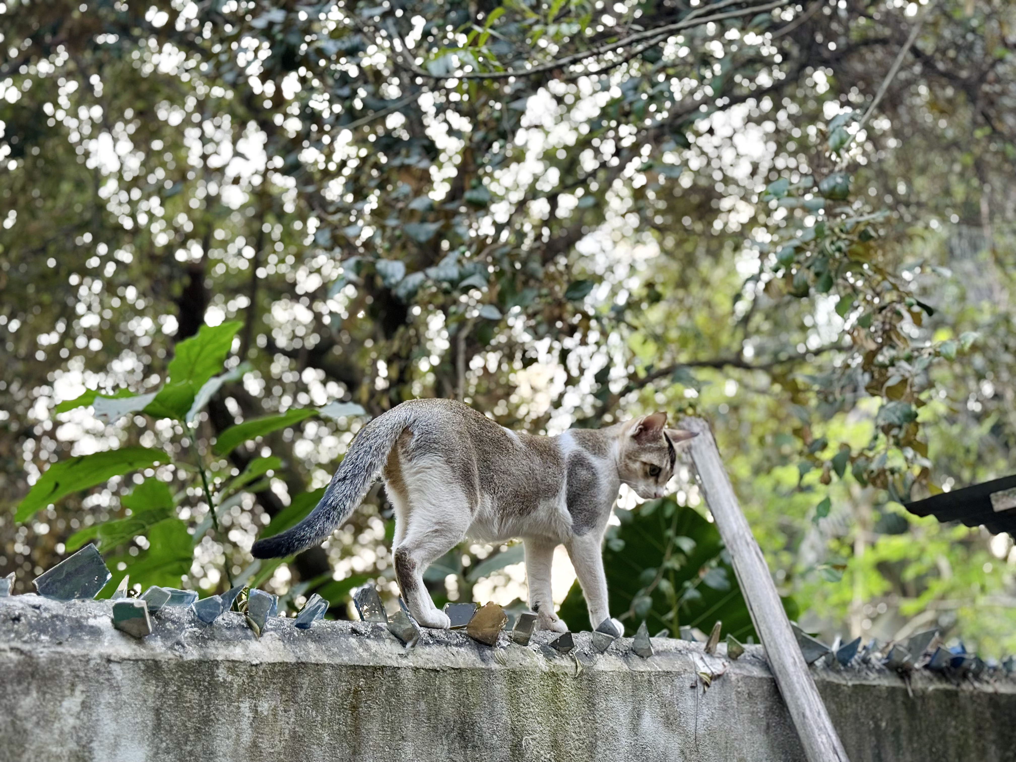 A cat with a light brown and white coat is walking along the top of a stone wall.