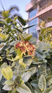 A close-up of a cluster of flowers with yellow and reddish hues, surrounded by green leaves.