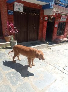 

A golden retriever walks along a stone-paved pathway in front of a red brick building.