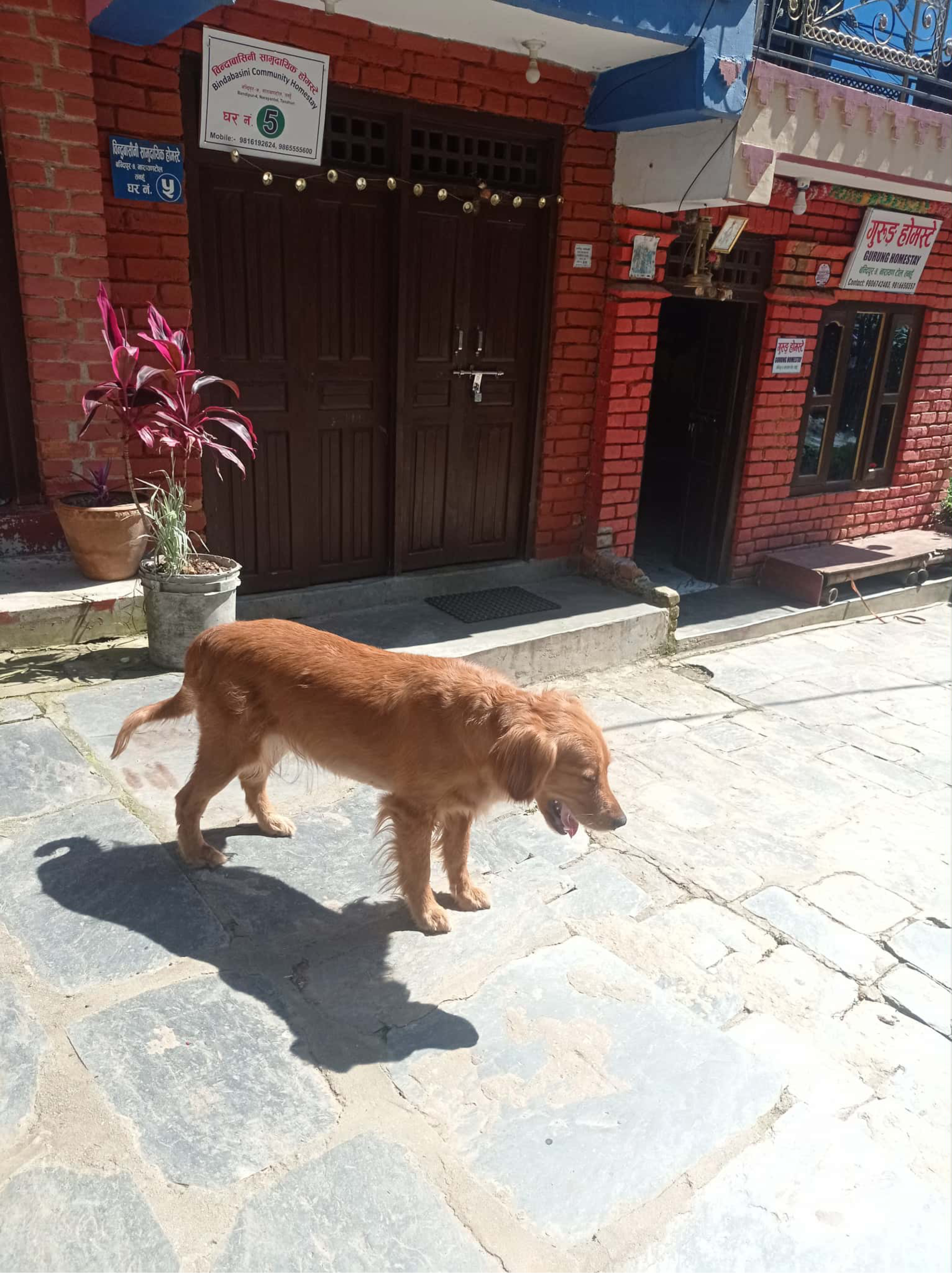 

A golden retriever walks along a stone-paved pathway in front of a red brick building.