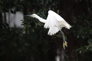A little egret flying with its wings open against a dark leafy background.
