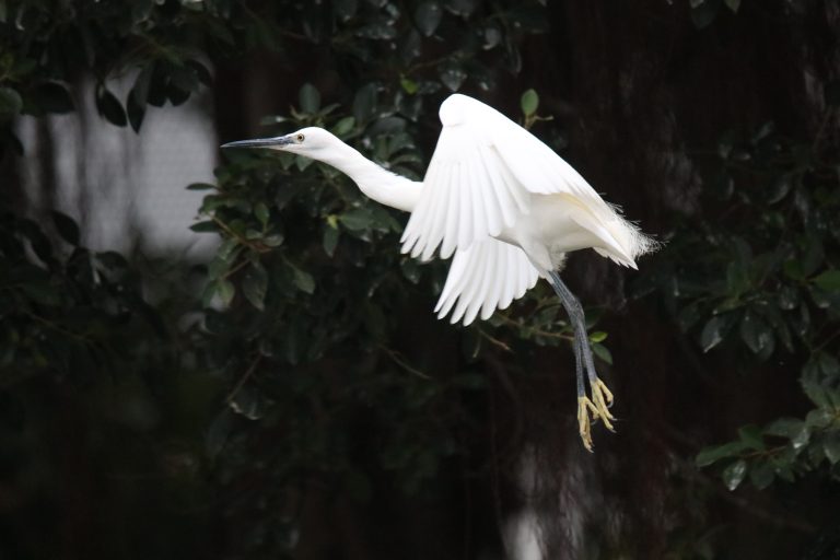 A little egret flying with its wings open against a dark leafy background.