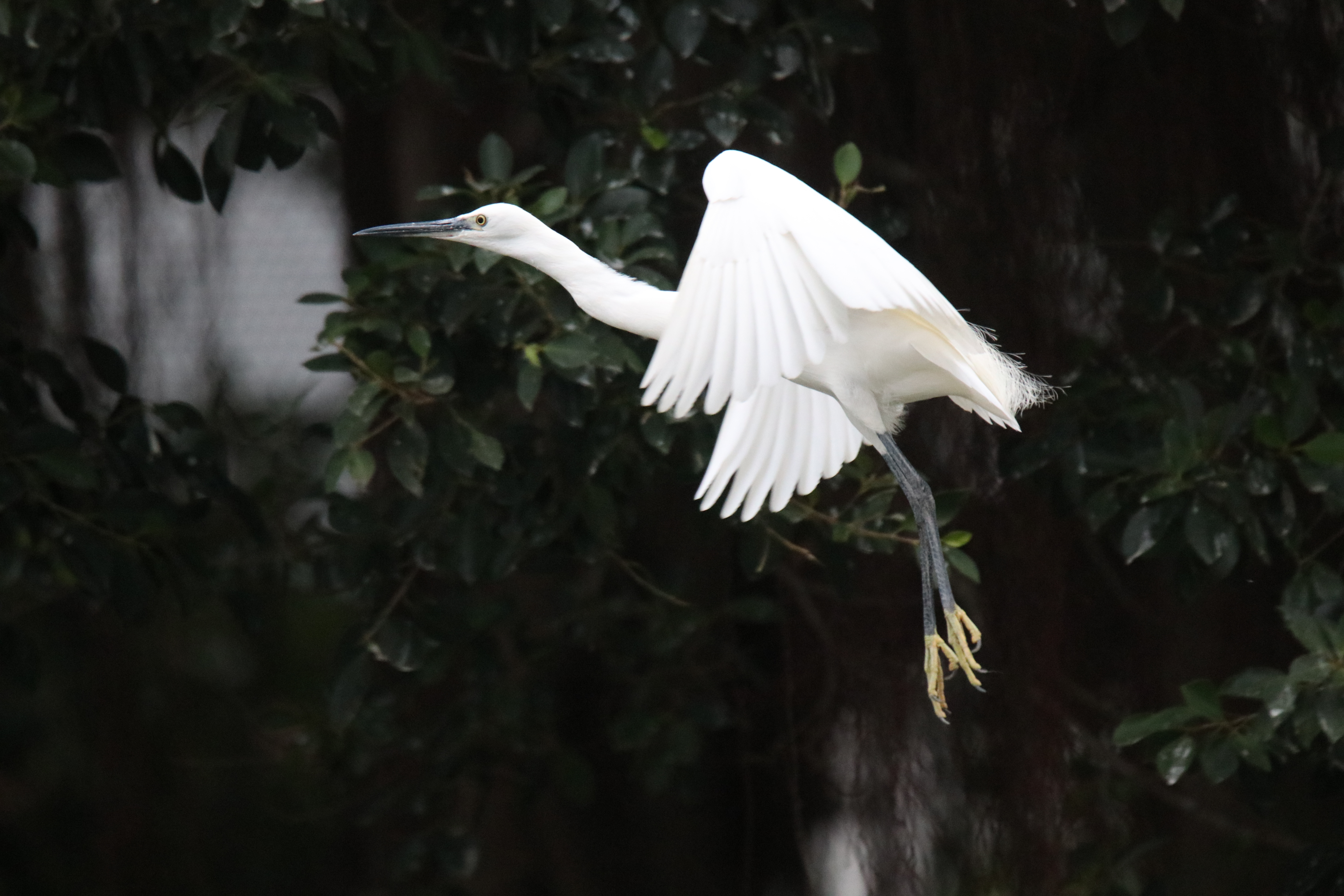 A little egret flying with its wings open against a dark leafy background.
