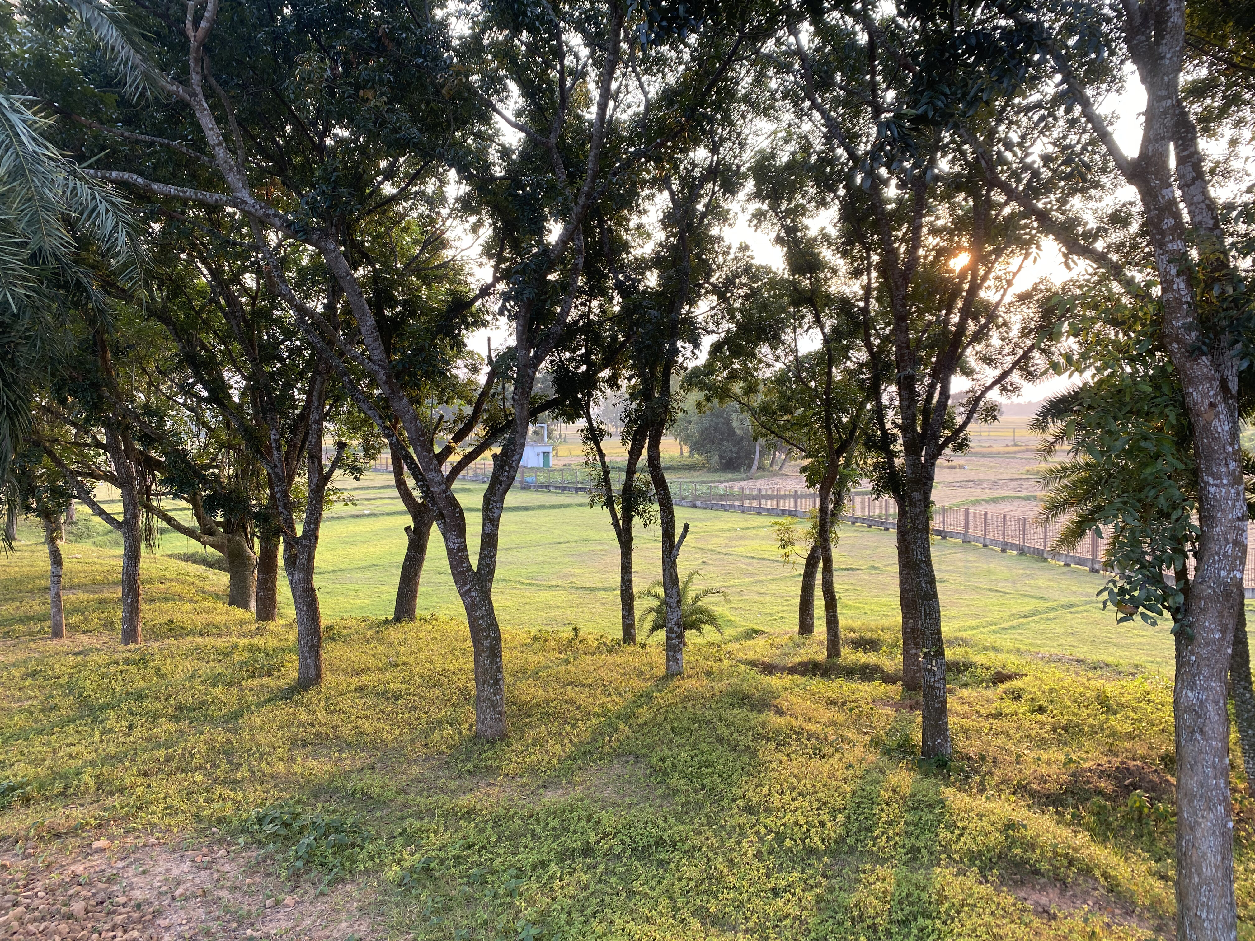 A serene outdoor scene featuring several tall trees with green foliage casting shadows on a grassy area. In the background, a gently sloping field and a fenced area are visible. The sunlight is softly illuminating the landscape, creating a peaceful and tranquil atmosphere. The setting suggests a rural environment with an emphasis on natural beauty.