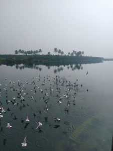 Birds soaring over a calm lake, with trees lining the edge in perfect silence.