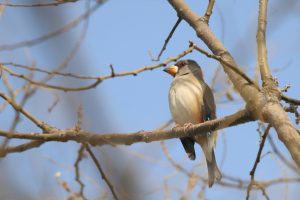 A female Chinese Grosbeak is perched on a branch.