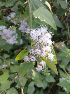 Small white flowers in Kawtoli, Brahmanbaria